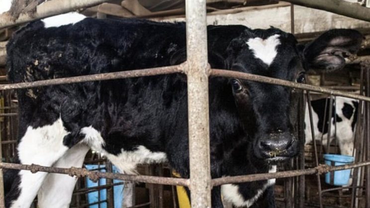 Забраната на клетките за телета няма да навреди на индустрията