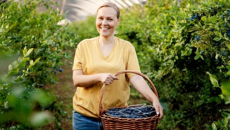 Боровинки от градините на с. Динк до рафтовете на Kaufland България