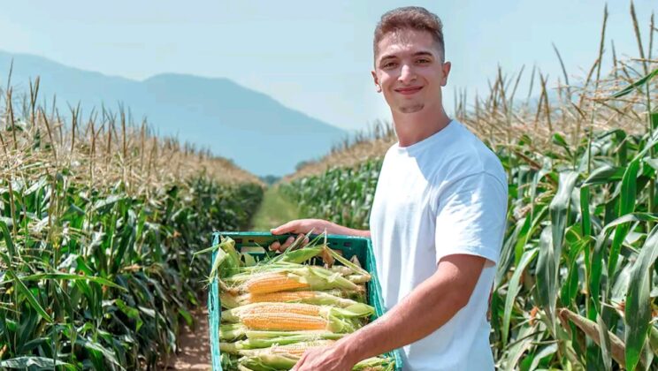 Невероятната история на една българска сладка царевица