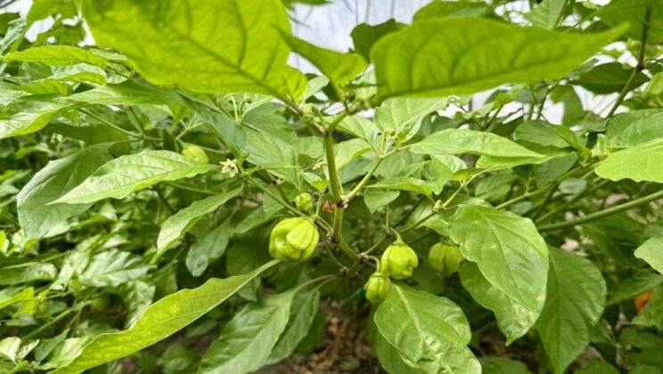 Нов сорт български люти чушки вече в магазините на Kaufland