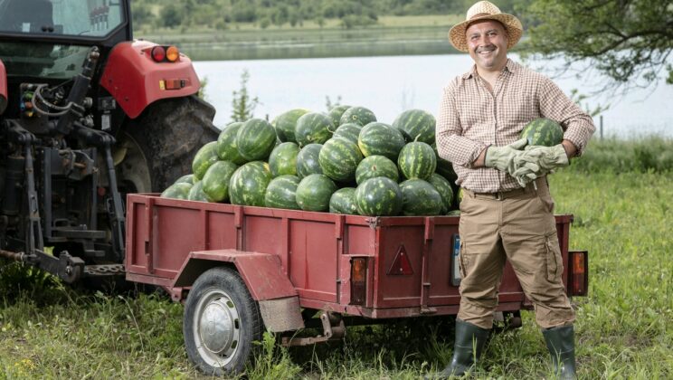 Как да изберем най-сладката диня?