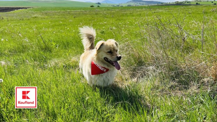 Kaufland отбелязва Деня на кучето с намаления на специализирана храна за любимци и подкрепа за стотици животни